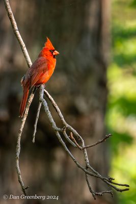 Cardinal