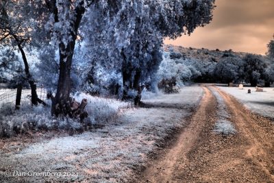 A Road in a Cemetery