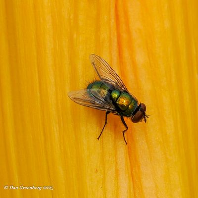 Insects, etc.