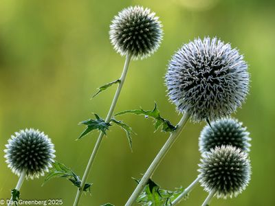 Thistle