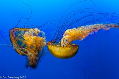 Aquariums, Zoos, Pets, etc.