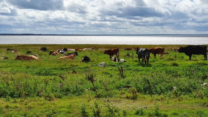 Saaremaa - West Coast