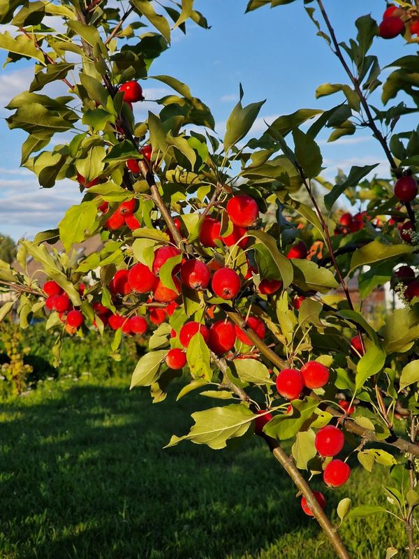 Autumn feelings in summer