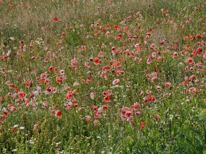 Poppy field near Pure village
