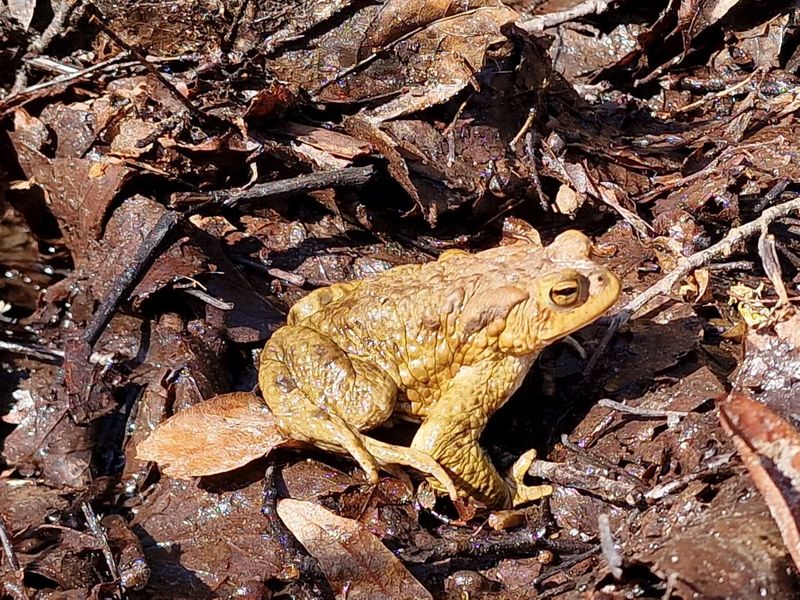Toad