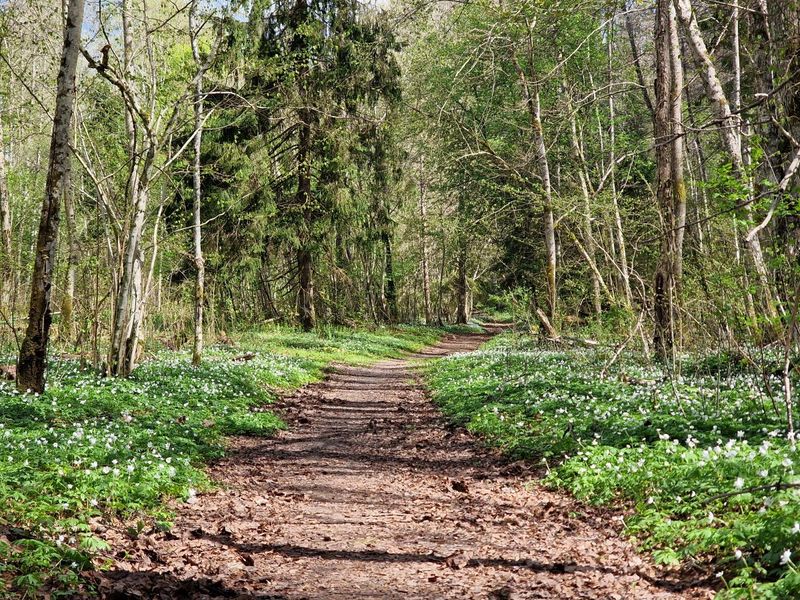 Sigulda - Ligatne trail