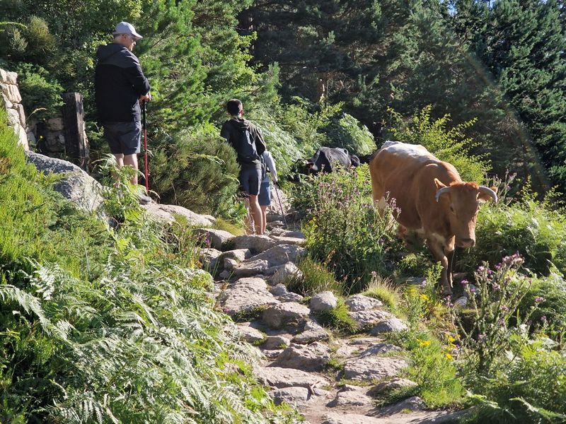 Pico de Penalara