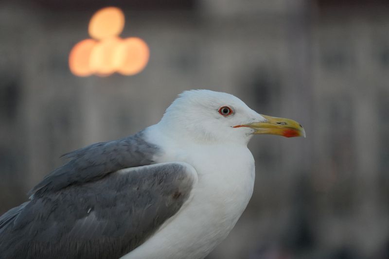 Trieste