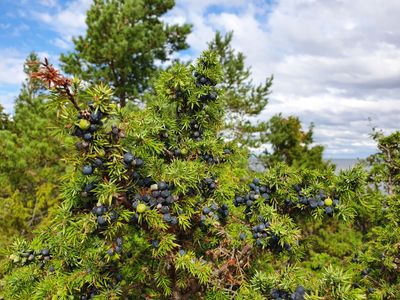 Saaremaa - North Coast