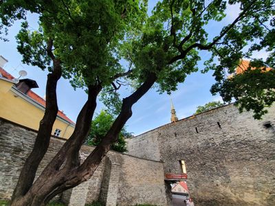 Old Tallinn