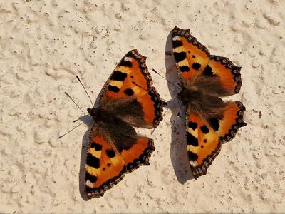 Butterflies