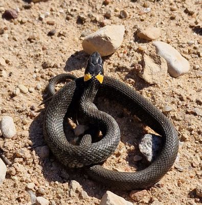 Adder