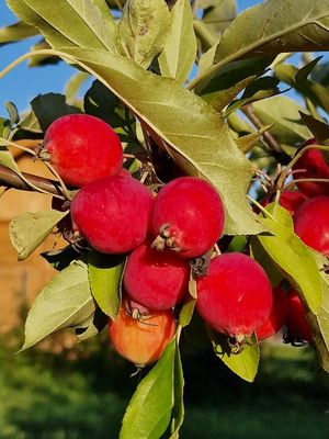 Autumn feelings in summer