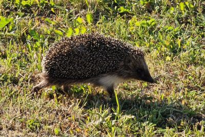 Hedgehog