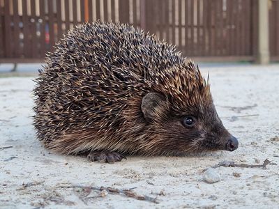 Hedgehog