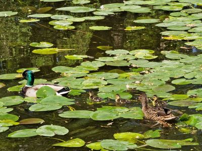 Mallard's family
