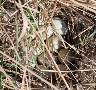 Mallard's nest.jpg