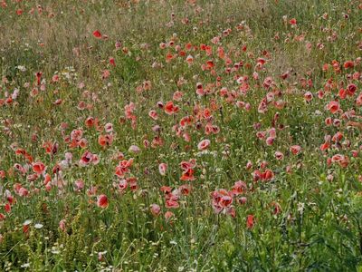Poppy field near Pure village
