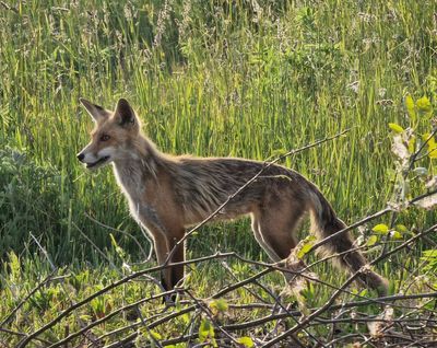 Relaxed suburban fox