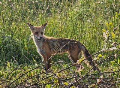 Relaxed suburban fox