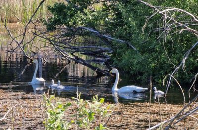 Whopper swan family