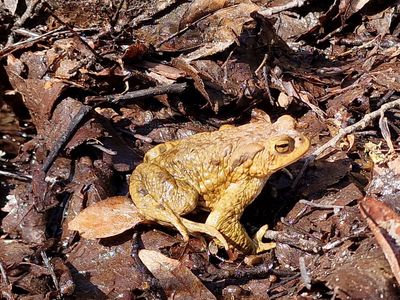 Toad