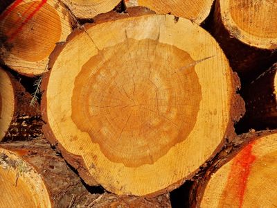 Tree rings