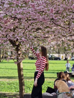 Sakuras are sweet
