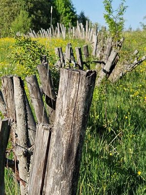 An old country fence in Pilskalnes pagasts, Selija