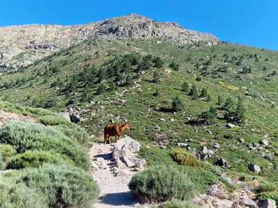 Pico de Penalara