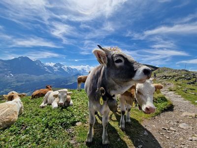 Schynige Platte