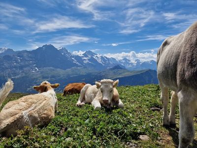 Schynige Platte