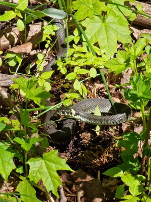Adder in Sunakste