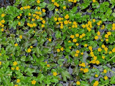 Spring flowers