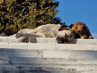 Stambul dogs and cats