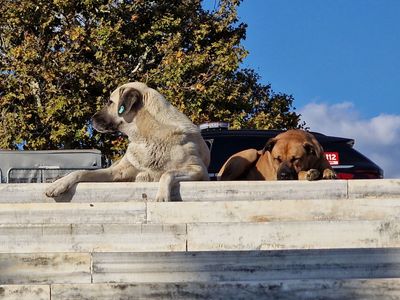 Stambul dogs and cats