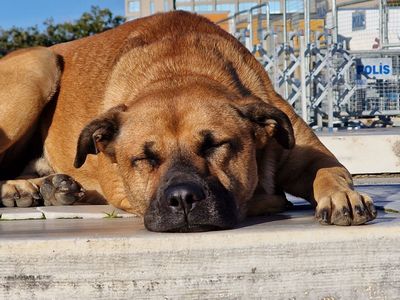 Stambul dogs and cats