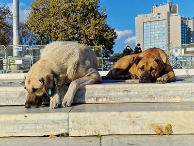 Stambul dogs and cats