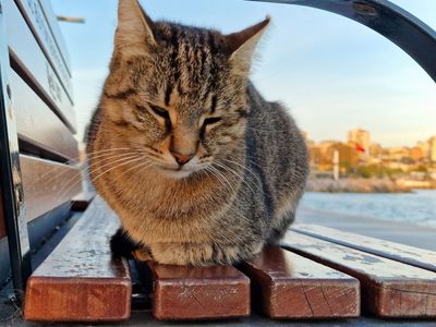 Stambul dogs and cats