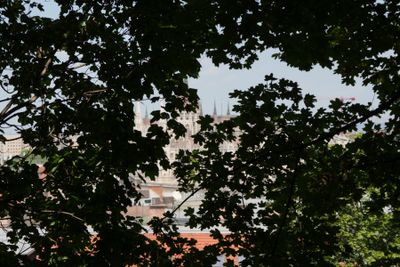 Budapest parks and flowers 