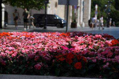 Budapest parks and flowers 