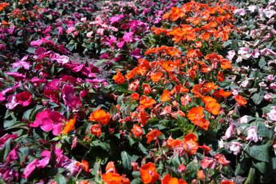 Budapest parks and flowers 