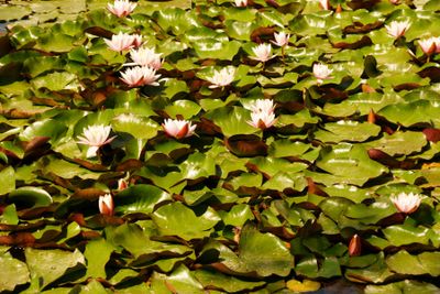 Budapest parks and flowers 