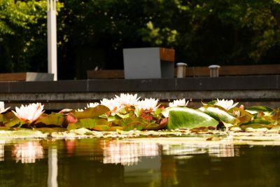 Budapest parks and flowers 
