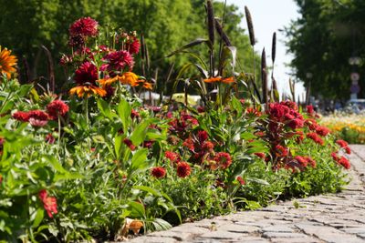 Budapest parks and flowers 
