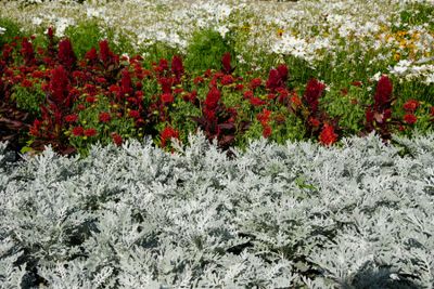 Budapest parks and flowers 