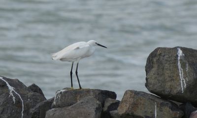 Little egret