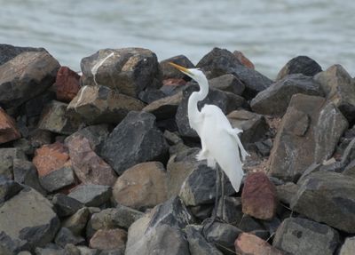 Great egret