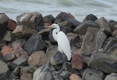 Balaton birds