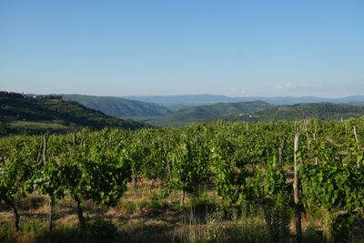 Montuvan